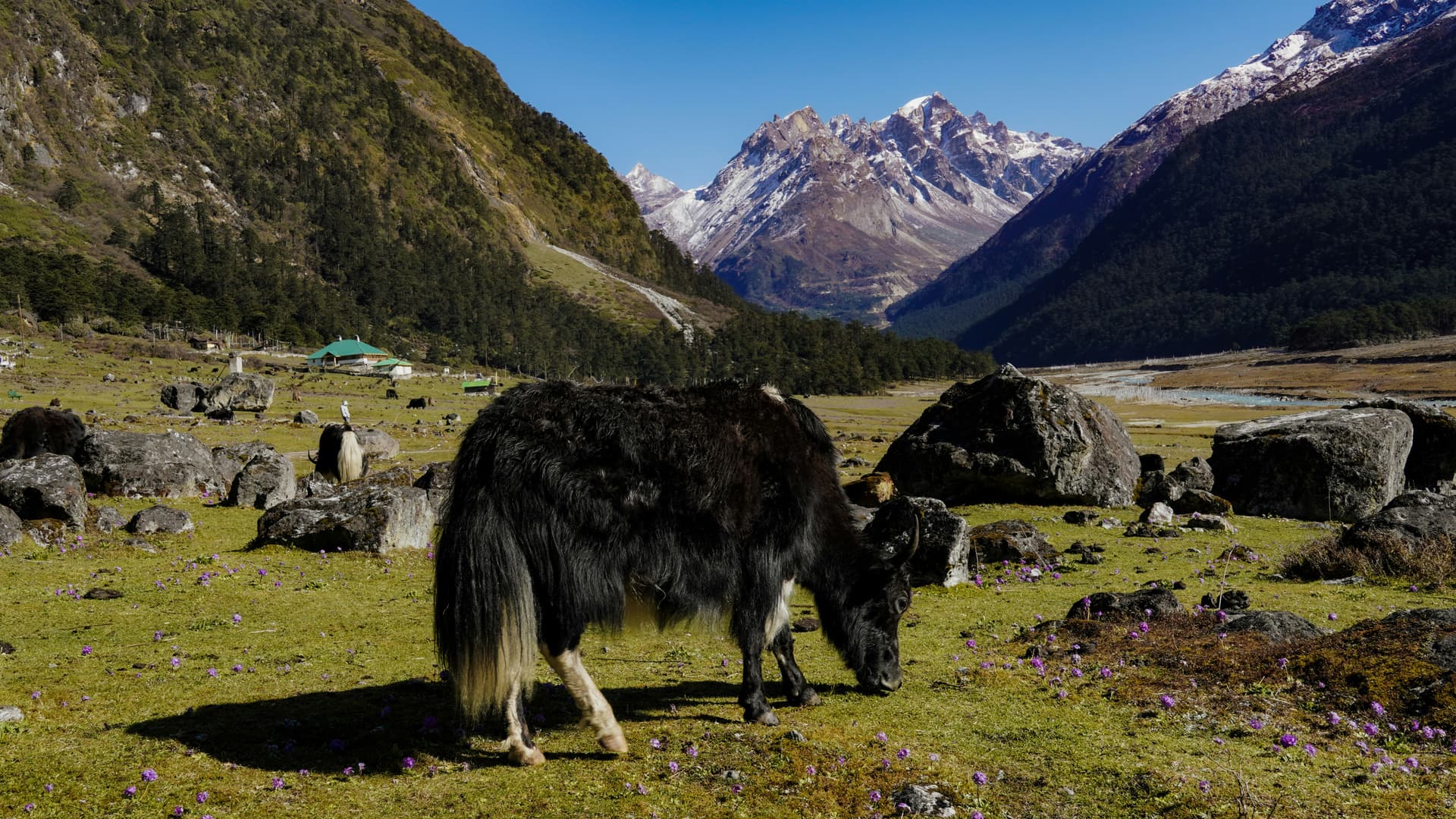 Yumthang Valley